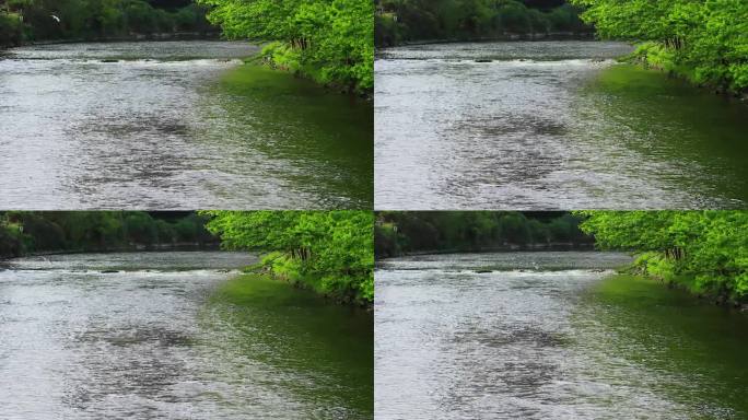 动物主题，春天的白鹭场景