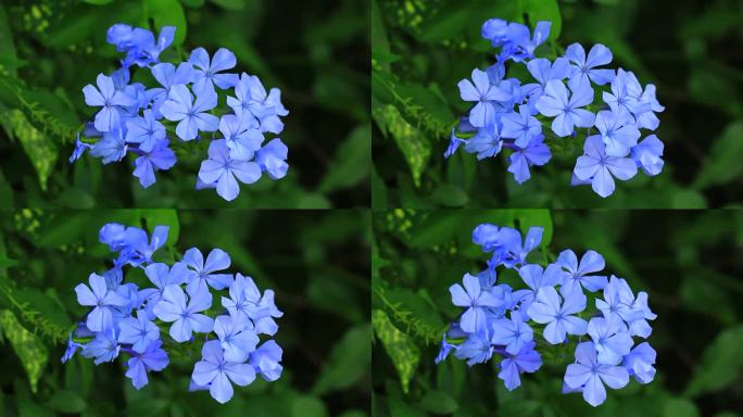 蓝色小花蓝花丹特写片段