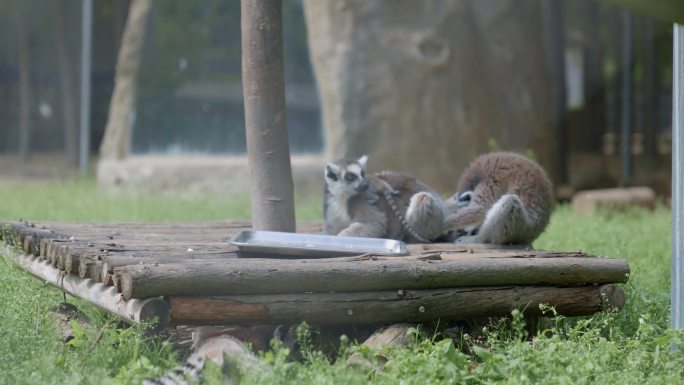动物园各种动物松鼠斑马长颈鹿