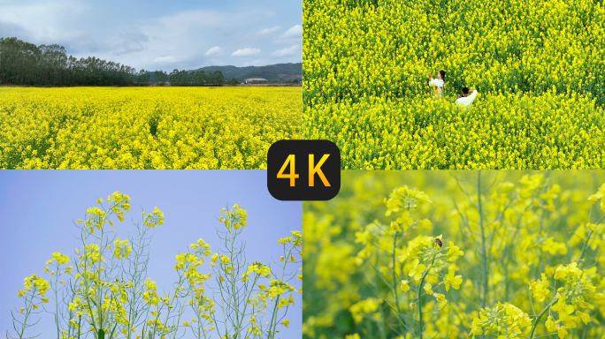 油菜花菜花油菜花蜜蜂春天蜜蜂菜花油菜田野