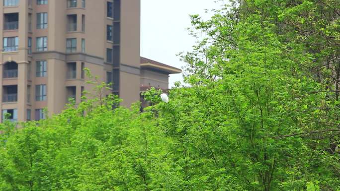 春天的成都温江江安河绿道的白鹭和绿色风光