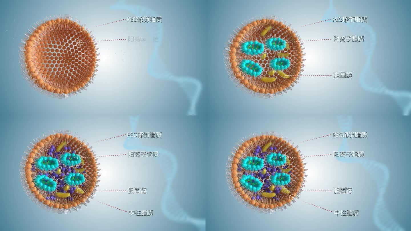 LNP细胞 生长动画 剖面展示 医疗生物