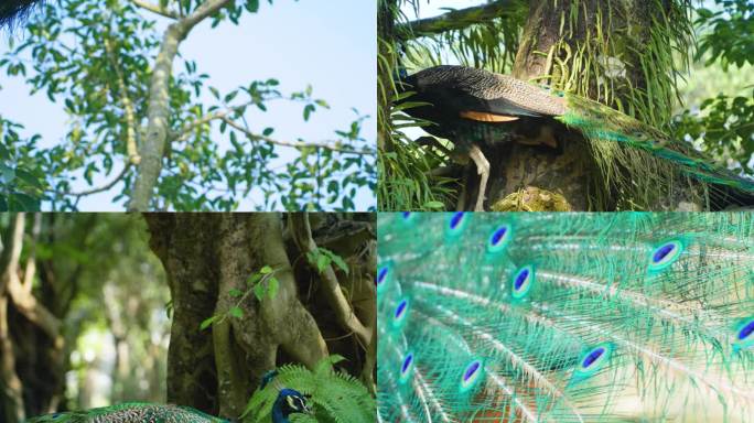 热带雨林大树上孔雀飞翔孔雀开屏视频素材