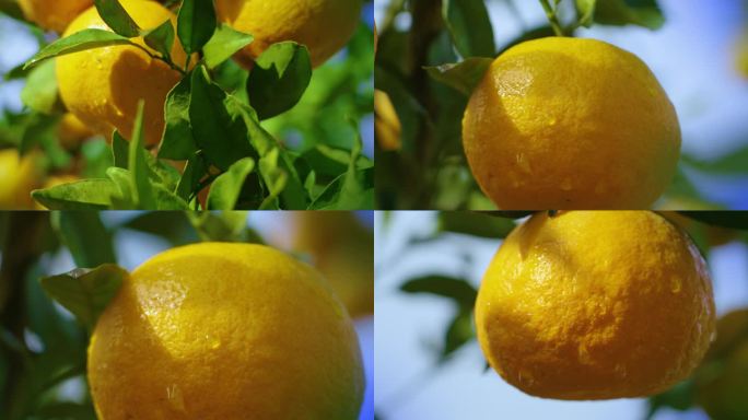 阳光下果园桔子橙子成熟视频素材