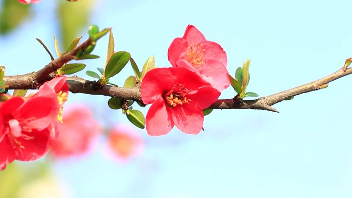 蜜蜂在春天的海棠花上采花粉