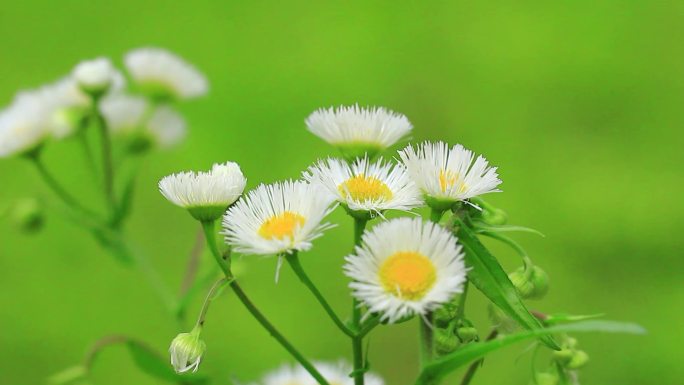 小雏菊白色小花野花