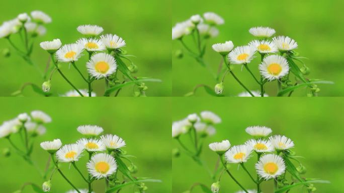 小雏菊白色小花野花