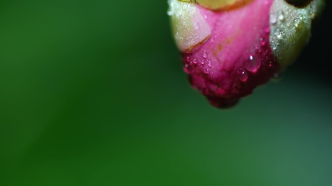 山茶花含苞欲放