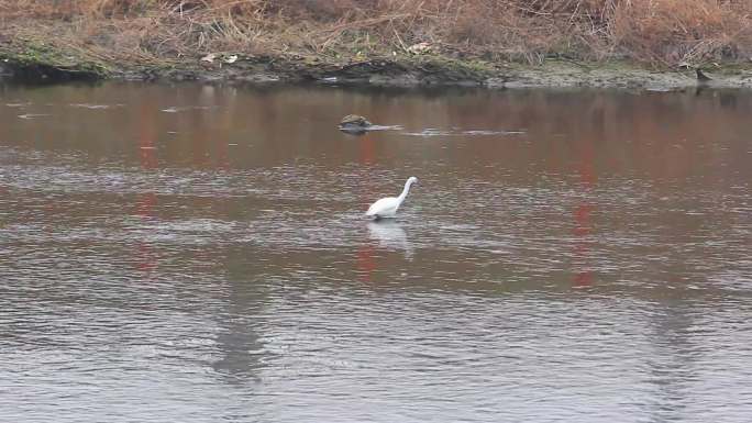 初春在河水中觅食的白鹭