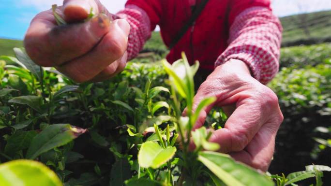 采茶 明前茶毛尖 手工炒茶 机械炒茶绿茶