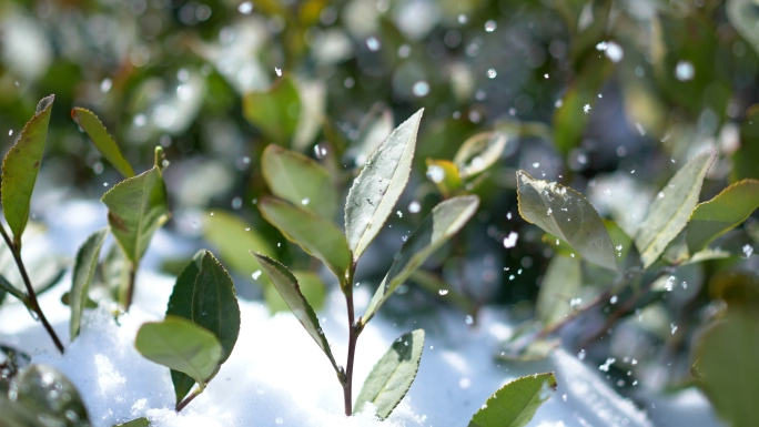 冬季茶园雪景茶叶