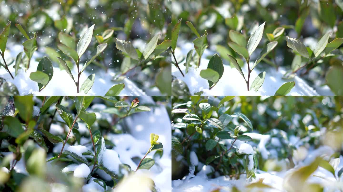 冬季茶园雪景茶叶