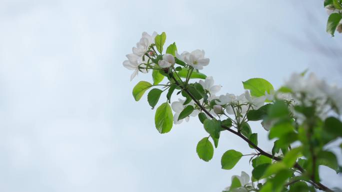 春天空镜头 樱花绽放 绿植 树叶 枫叶