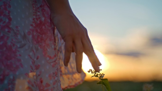 SLO手持拍摄的裁剪妇女触摸花蕾在田野对着天空在日落
