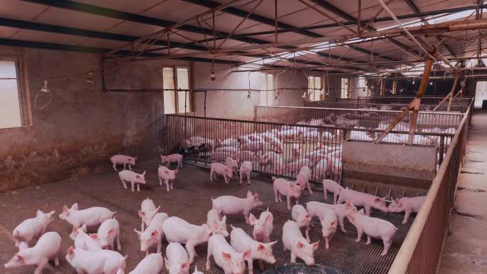 猪场畜牧养殖4k分辨率H265格式素材