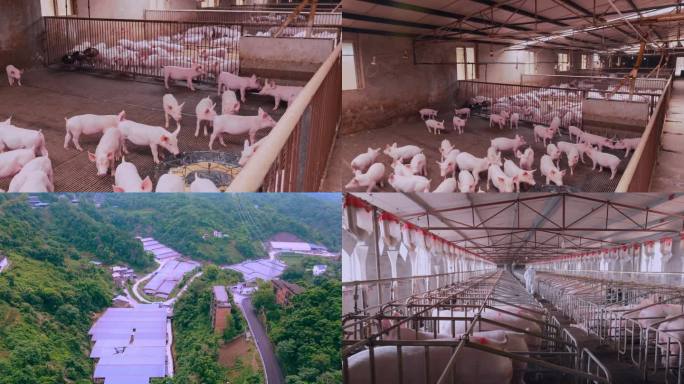 猪场畜牧养殖4k分辨率H265格式素材