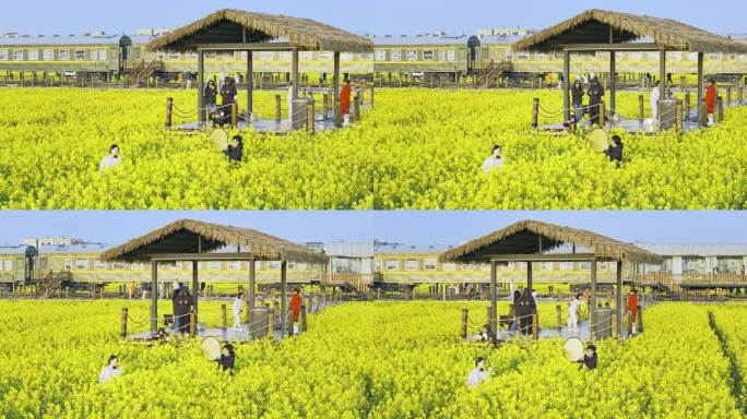 昆明市晋宁区沙堤村油菜花海