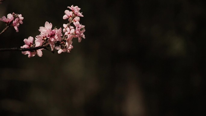 春天的花儿