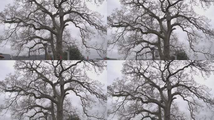 4K实拍几百年的古树冬天春节后落叶的样貌