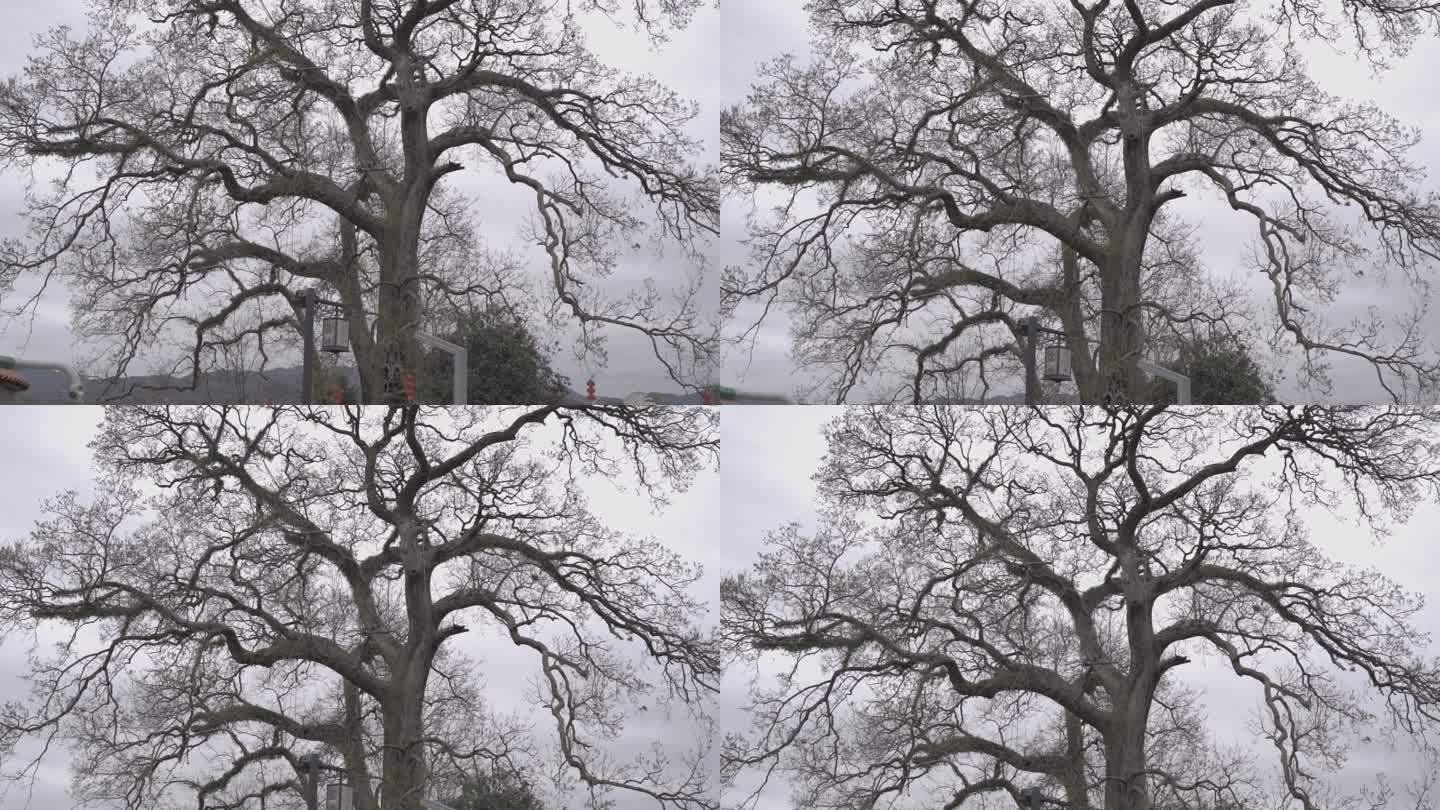 4K实拍几百年的古树冬天春节后落叶的样貌