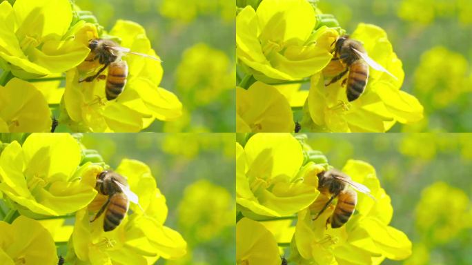 慢镜头拍摄春天油菜花上的蜜蜂采蜜授粉