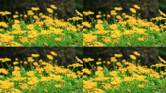 黄金菊，黄色鲜花，满画幅