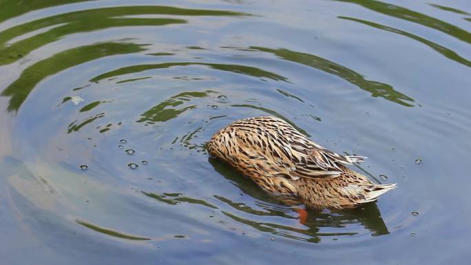 池塘里戏水的鸭子