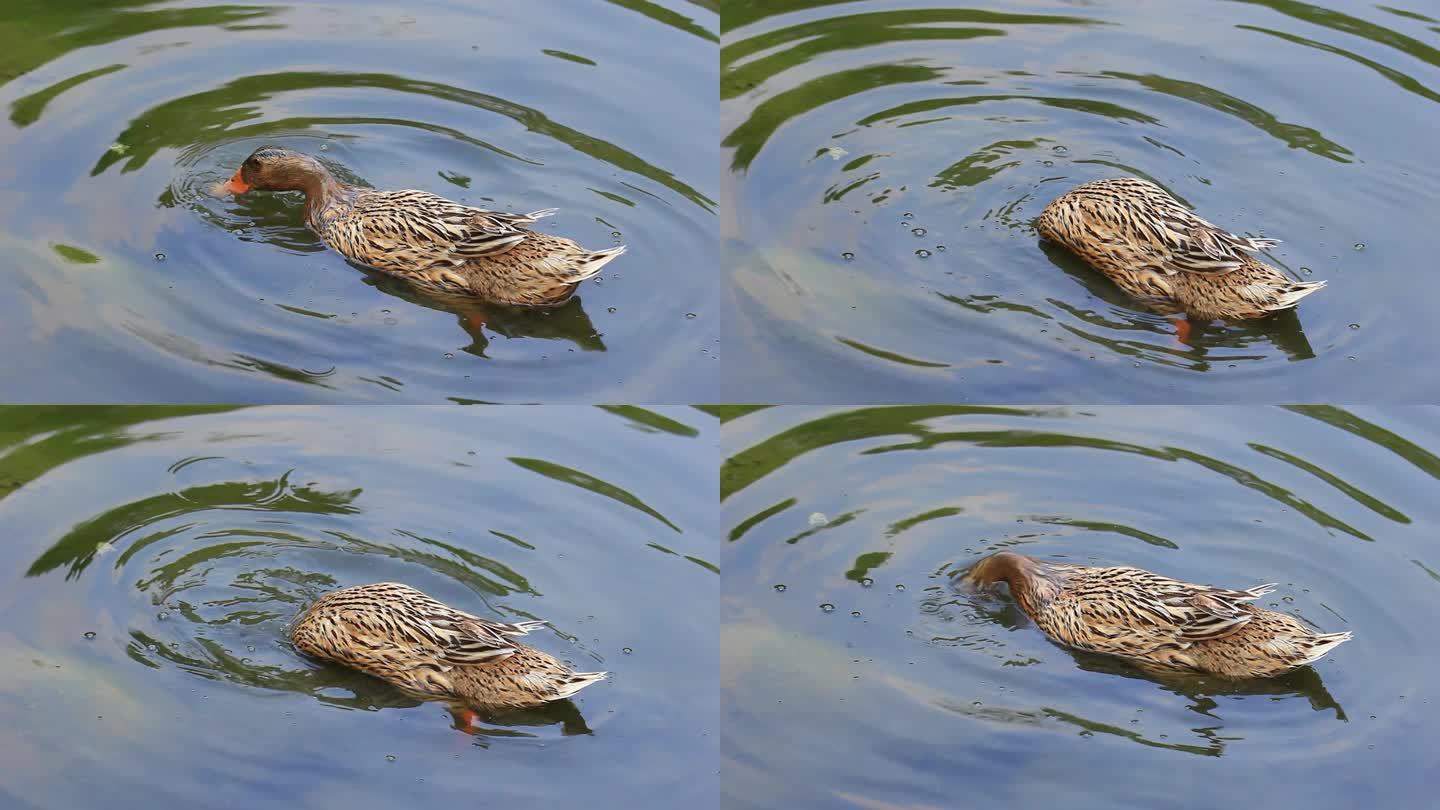 池塘里戏水的鸭子