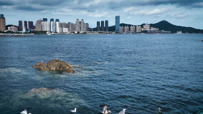 跨海大桥海鸥