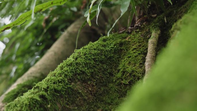 苔藓