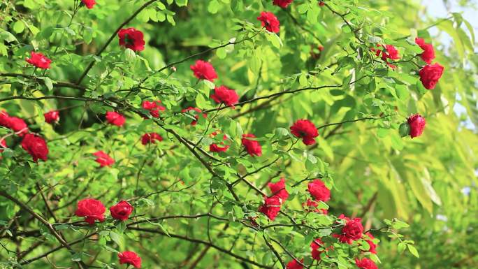 微风中的红色月季玫瑰花