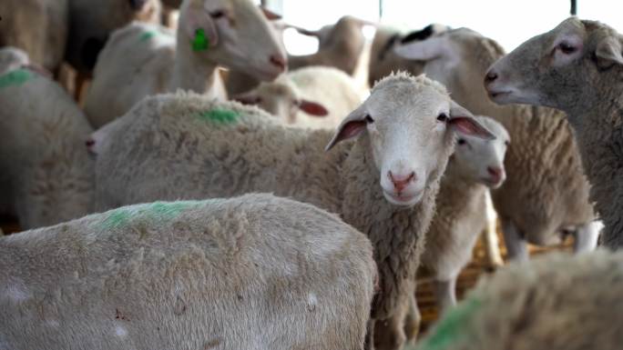 羊群养羊养殖场