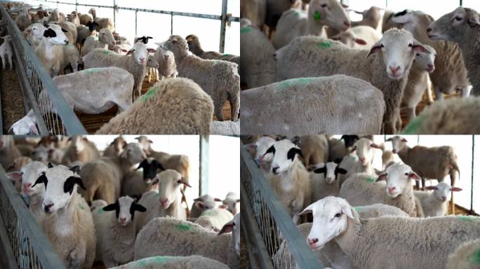 羊群养羊养殖场