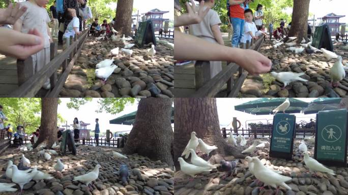西湖景区游客喂养鸽子