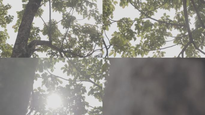 阳光洒在树叶上空镜头（slog3素材）