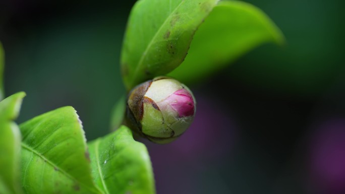 山茶花含苞欲放