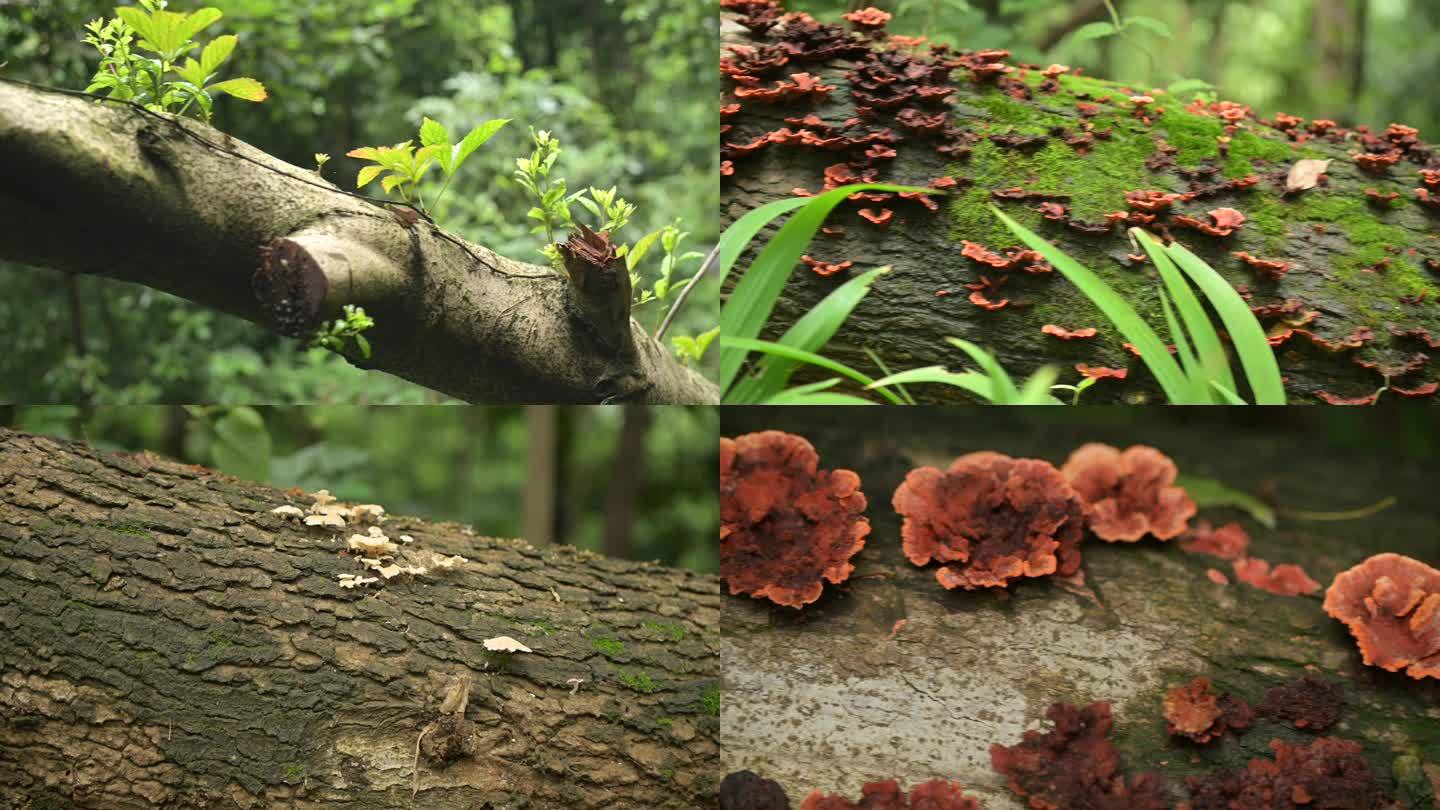 森林环境沉浸赏析