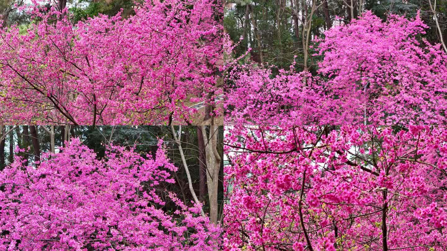 粉色樱花素材唯美浪漫樱花