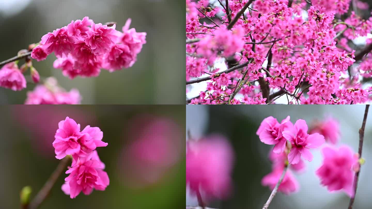 粉色樱花素材唯美浪漫樱花