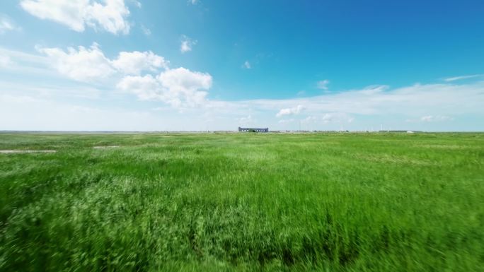 穿越机航拍盐城野鹿荡绿色滩涂草地