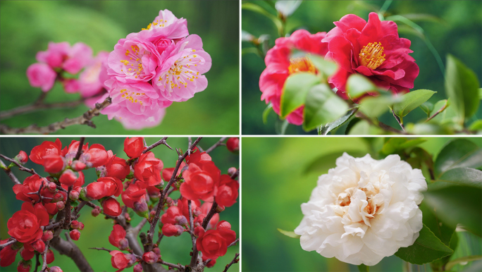 【延时】春天植物生长百花齐放