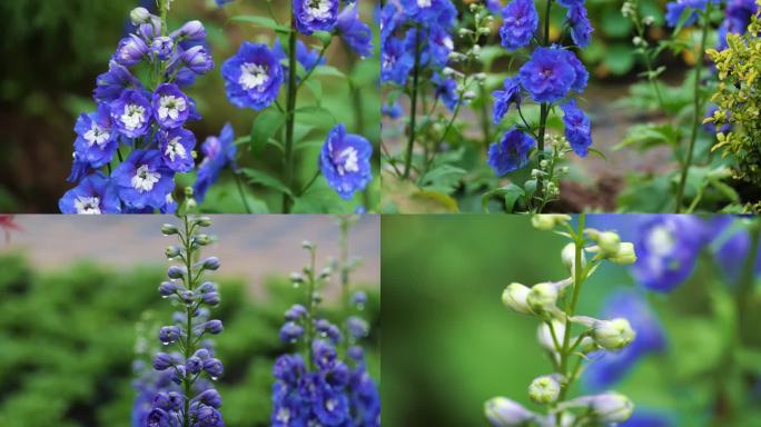 高翠雀花绽放 鲜花与雨露