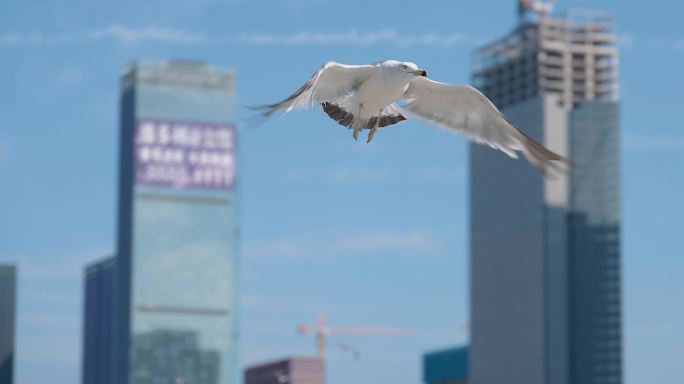 海鸥起飞飞翔