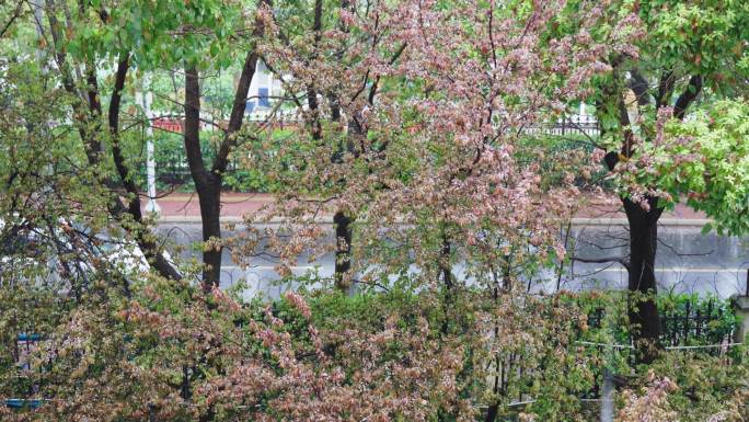 春天窗外的雨天，春雨，枝红叶绿