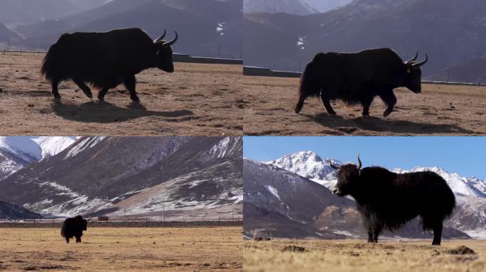 雪山下的牦牛