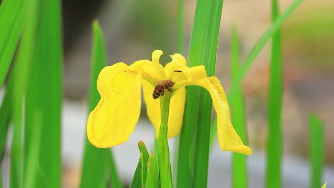 黄色的鸢尾花上蜜蜂在采粉