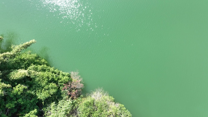 俯拍河岸航拍河边俯视岸边河水绿色生态环境