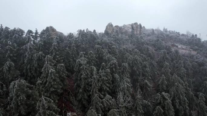 森林雪景