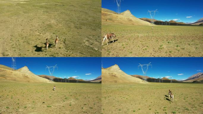 高原生态藏野驴在草原奔跑