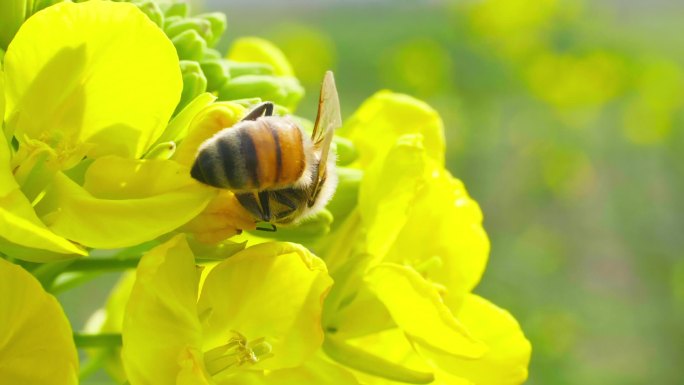 慢镜头拍摄春天油菜花上的蜜蜂采蜜授粉